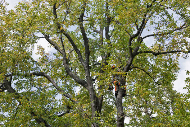 Best Arborist Consultation Services  in Graceville, FL